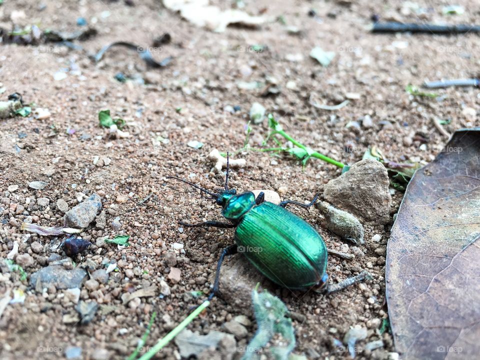 Close-up of a scarab beetle