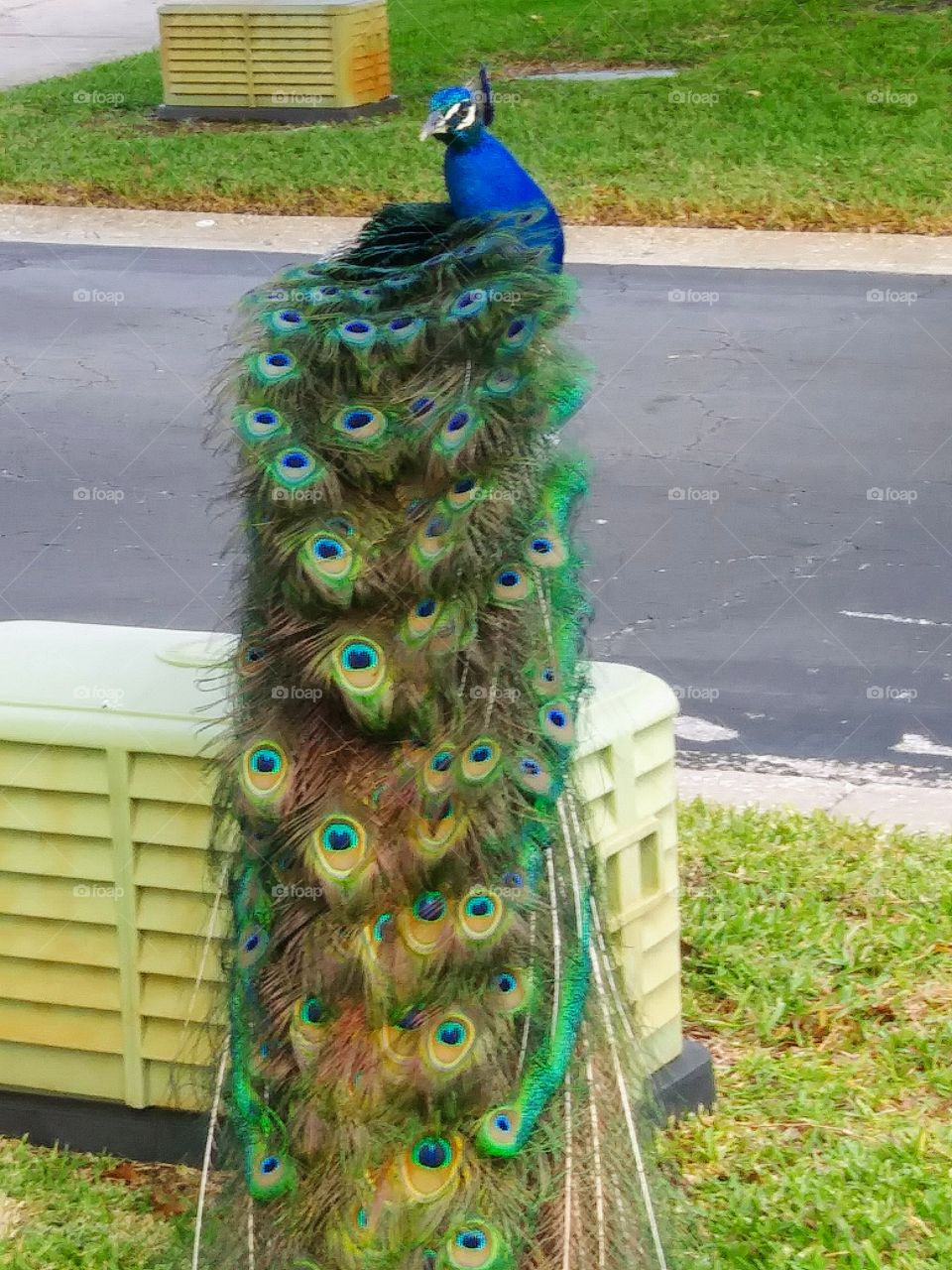 Posing Peacock