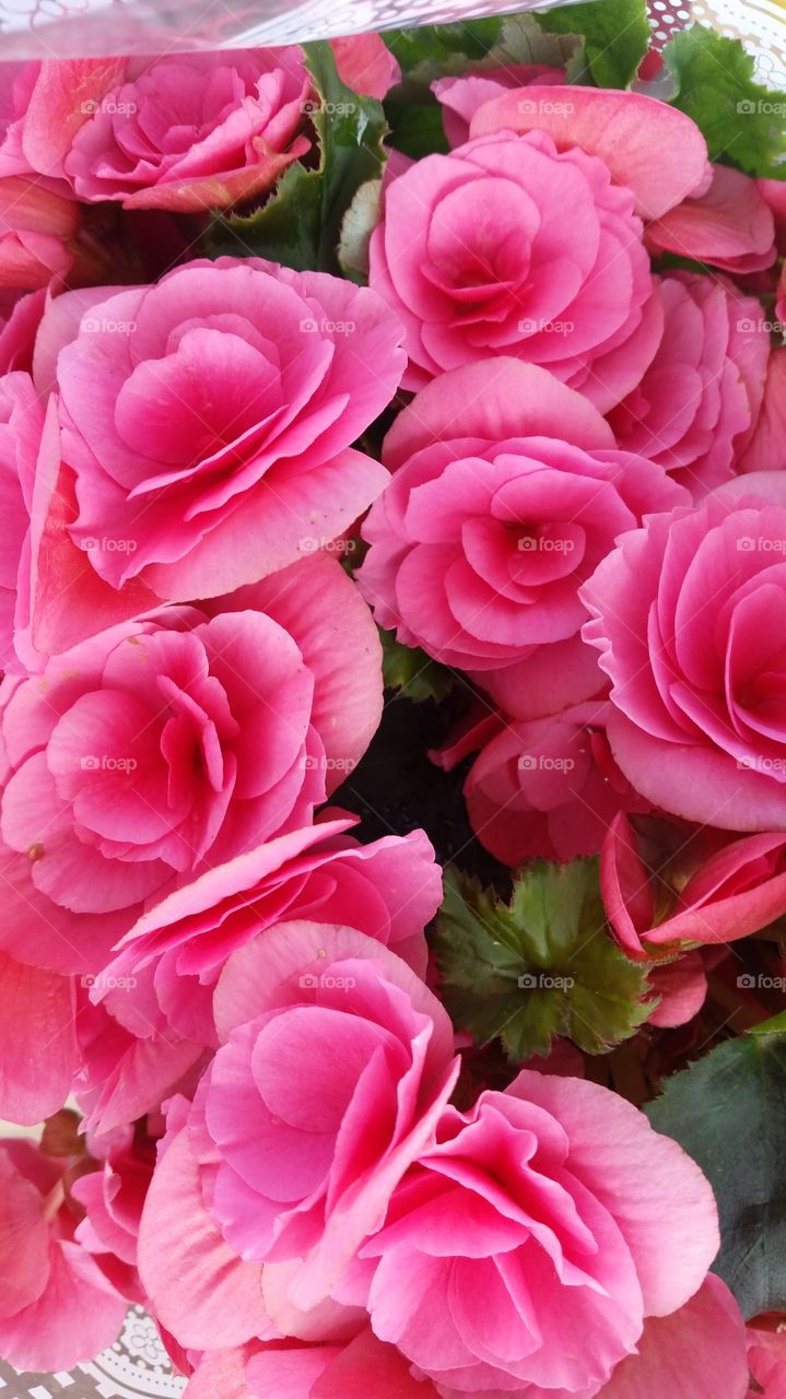 Bouquet of pink flowers