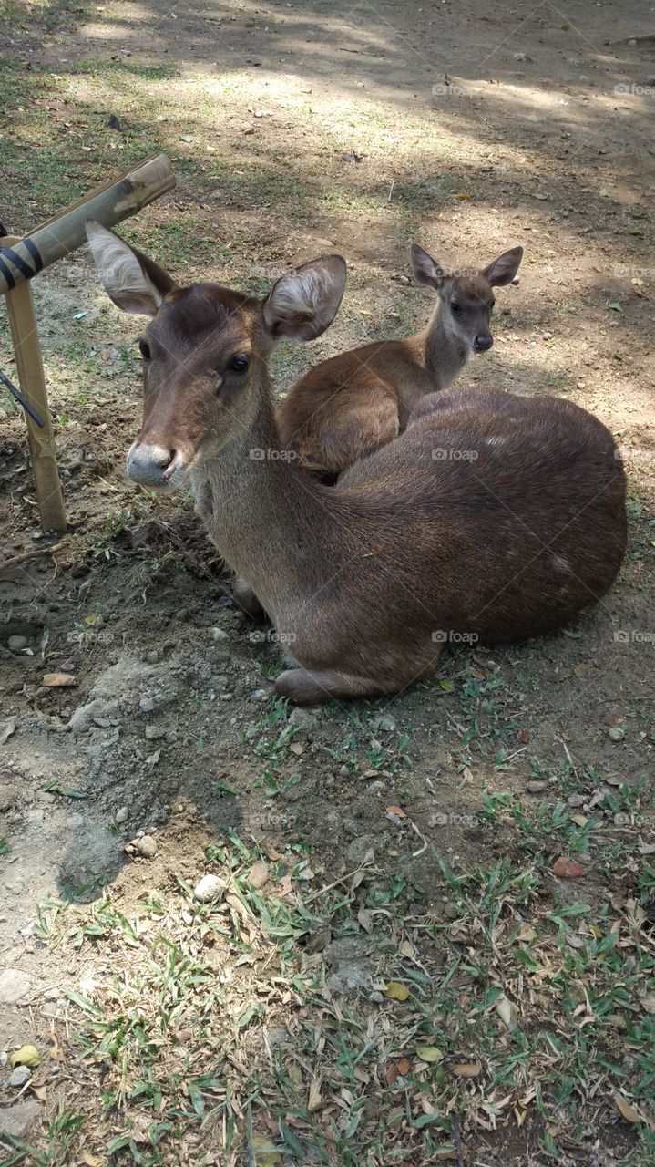 deer and their baby
