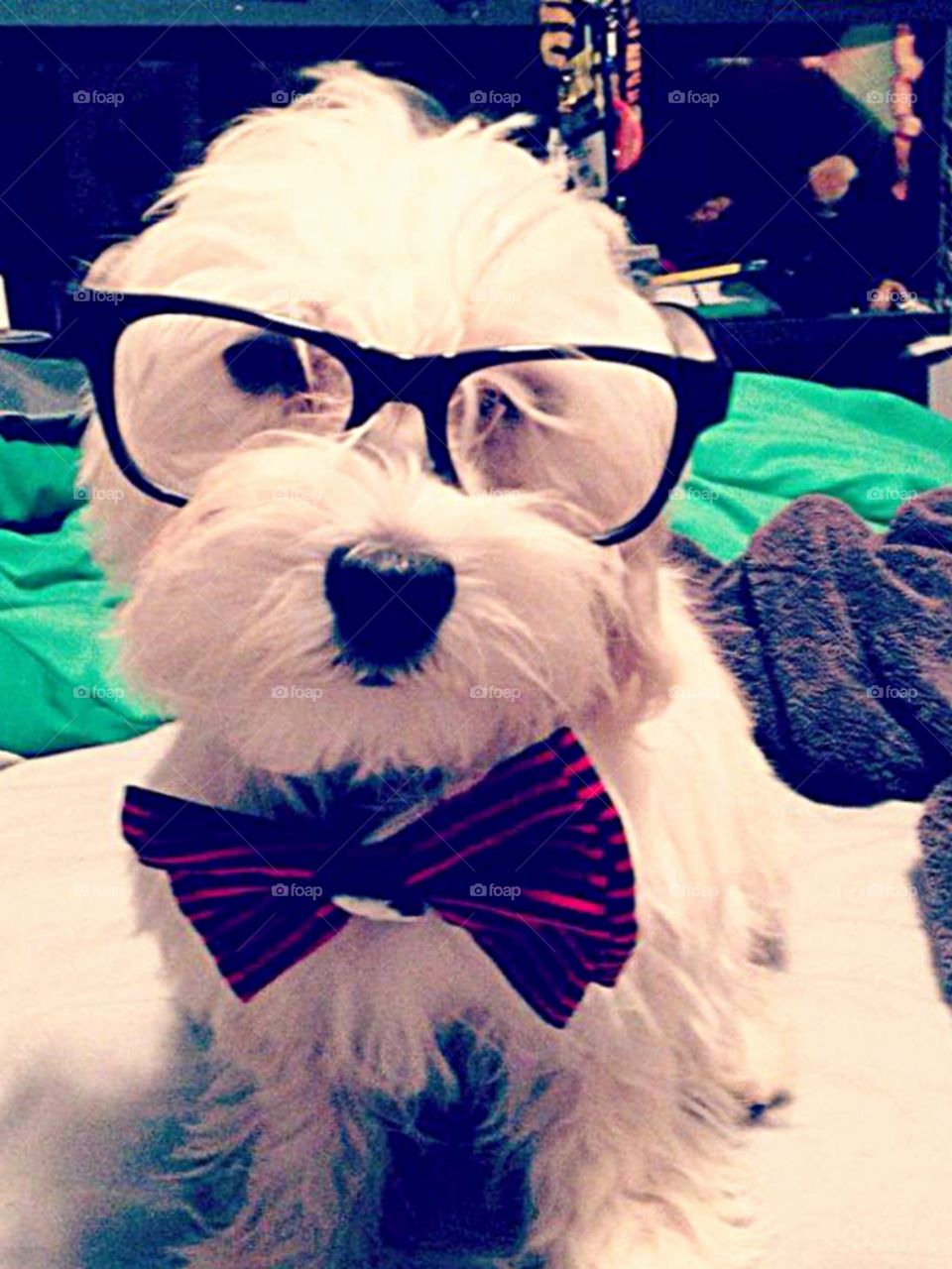 Nerdy pup