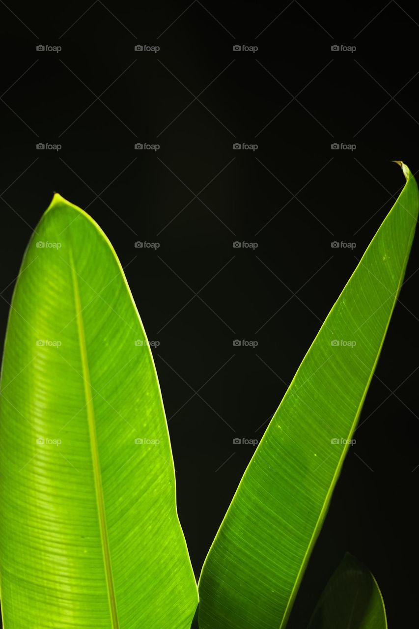 Isolated green leaf