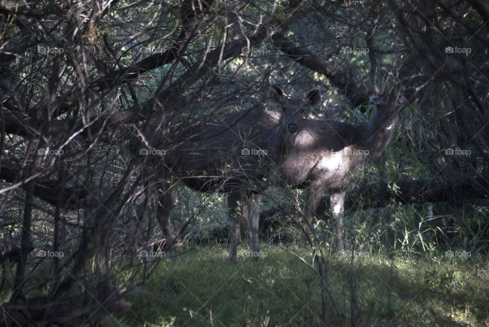 Two deers aware and watching for trouble in the woods.