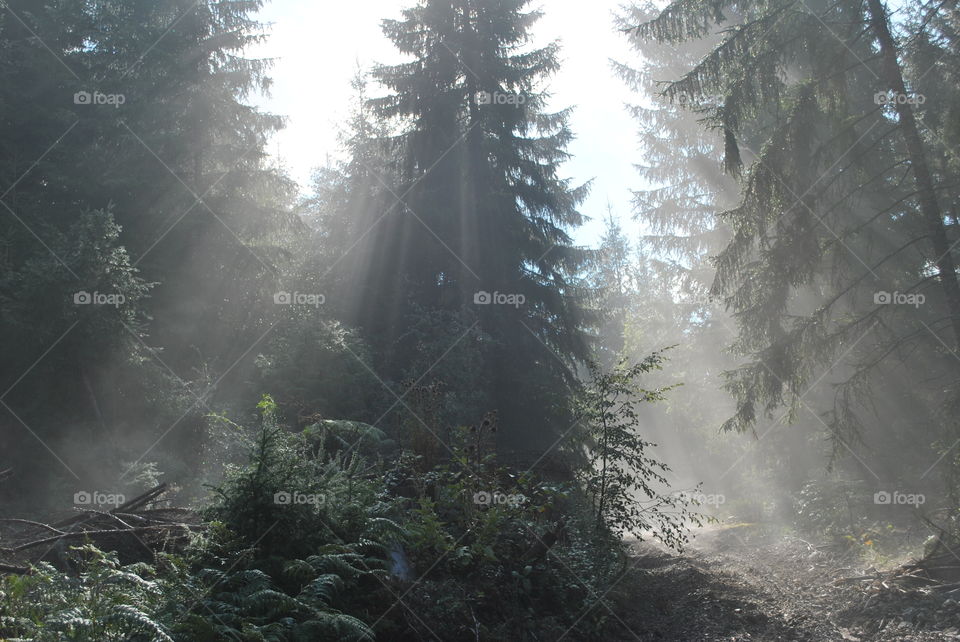 foggy forest