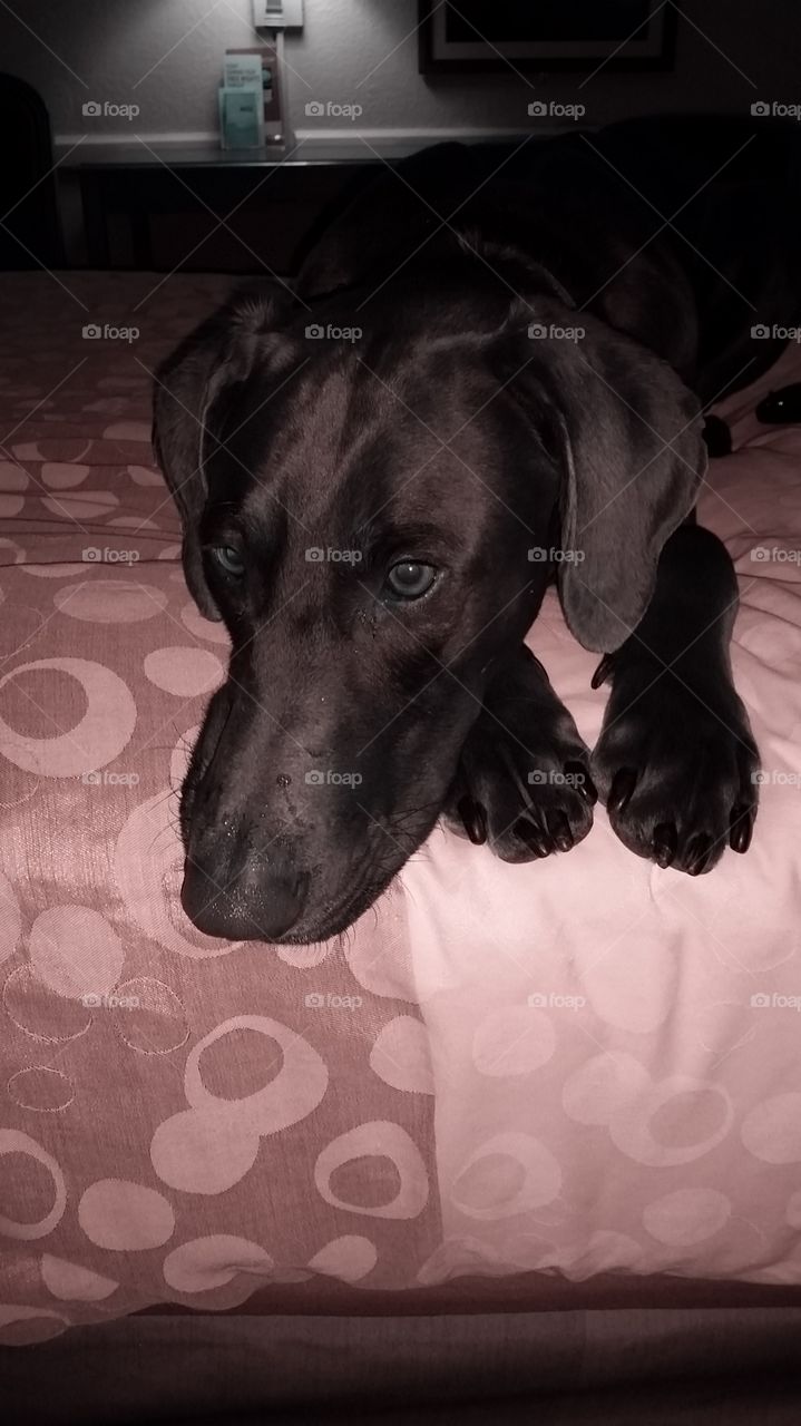 sad dog on bed
