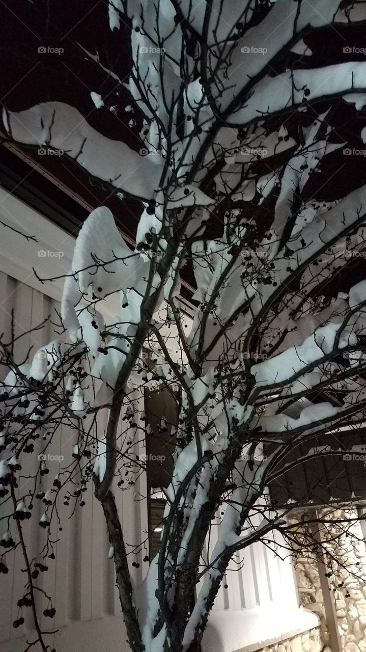 snowy branches