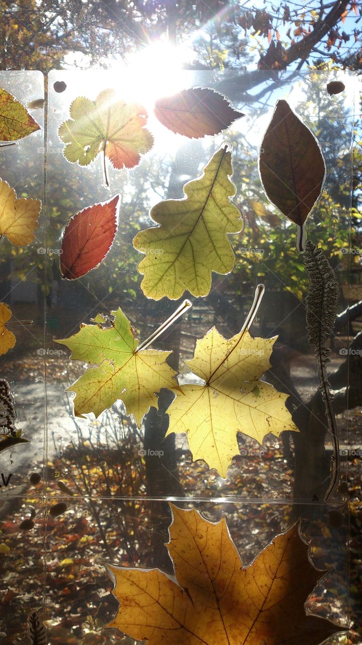 Colorful Fall leaves on the window 