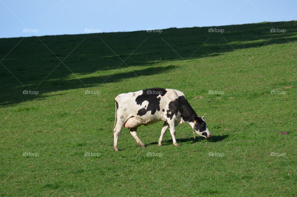Cow
