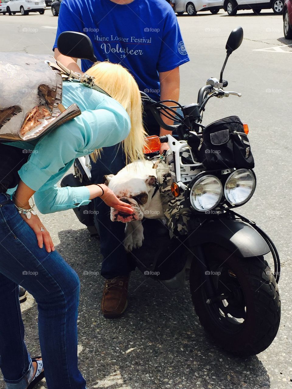  Motorcycle riding bulldog 