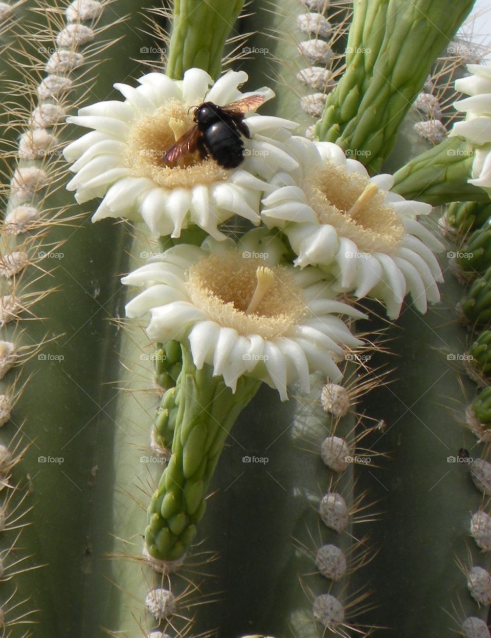A wood bee on a saguaro cactus flower in Scottsdale, Arizona.