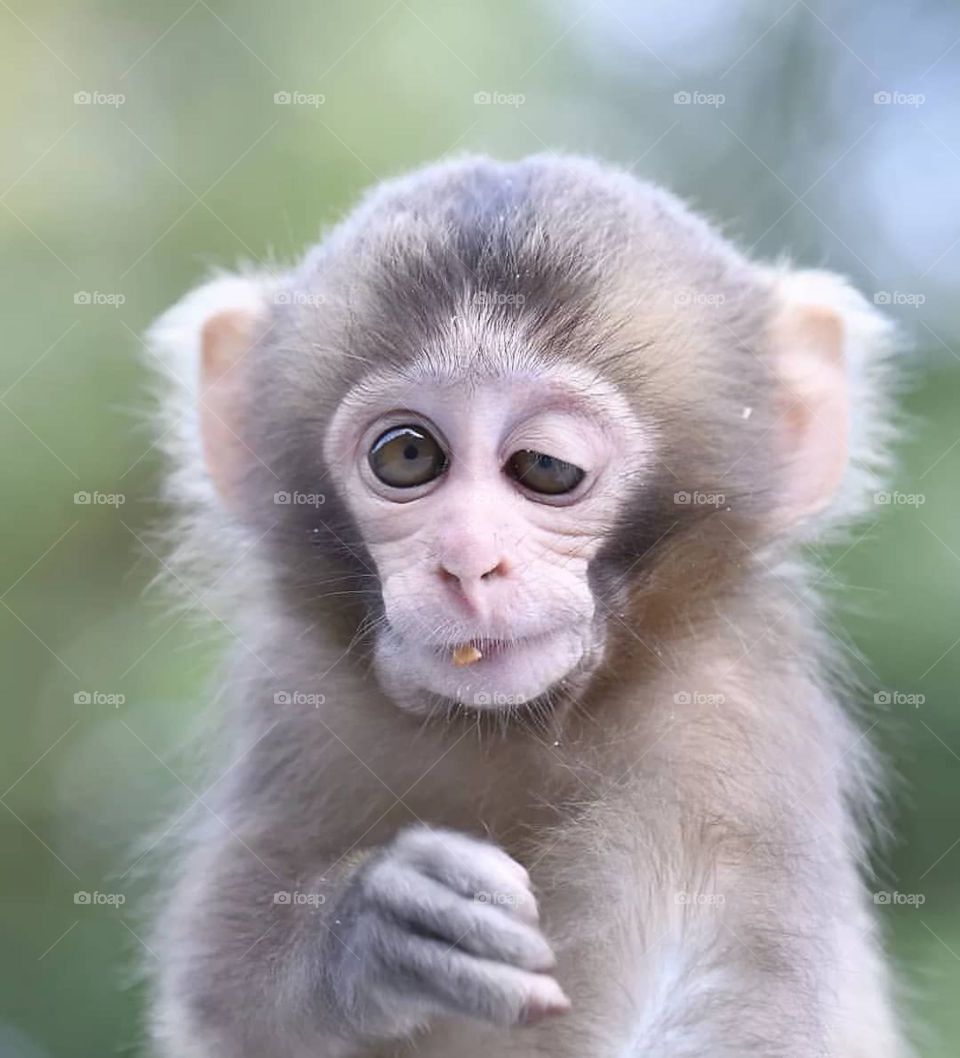 🙈🙊🙉🐵🍌🐒