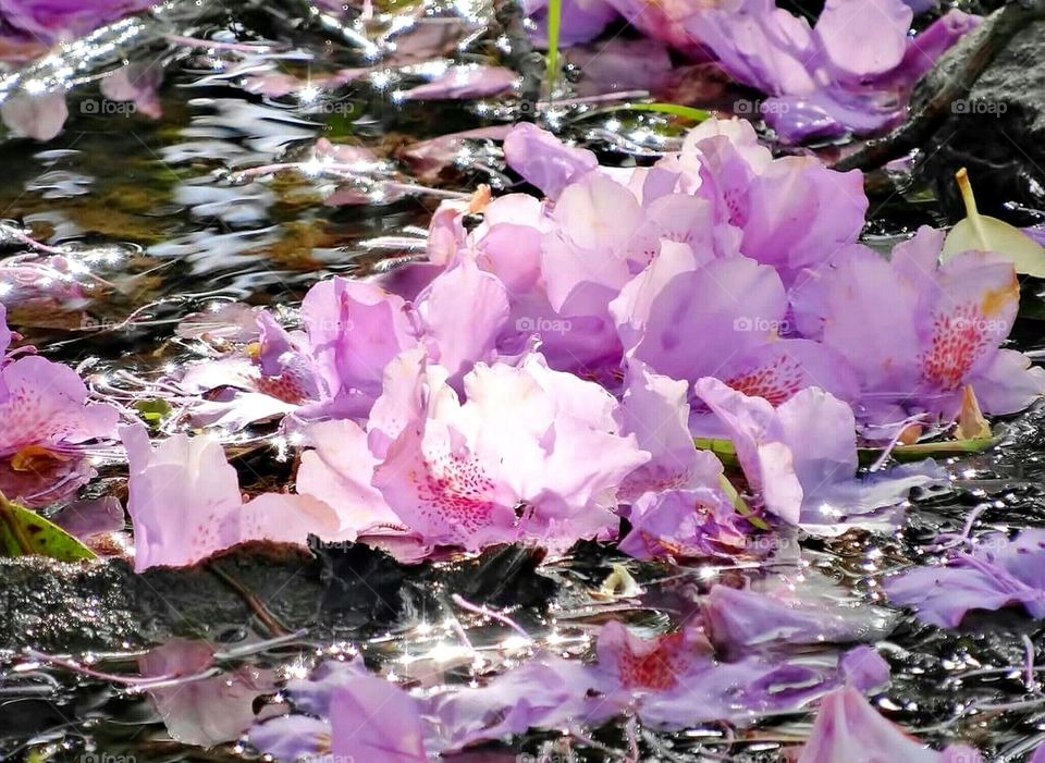 Pink purple flowers in the stream