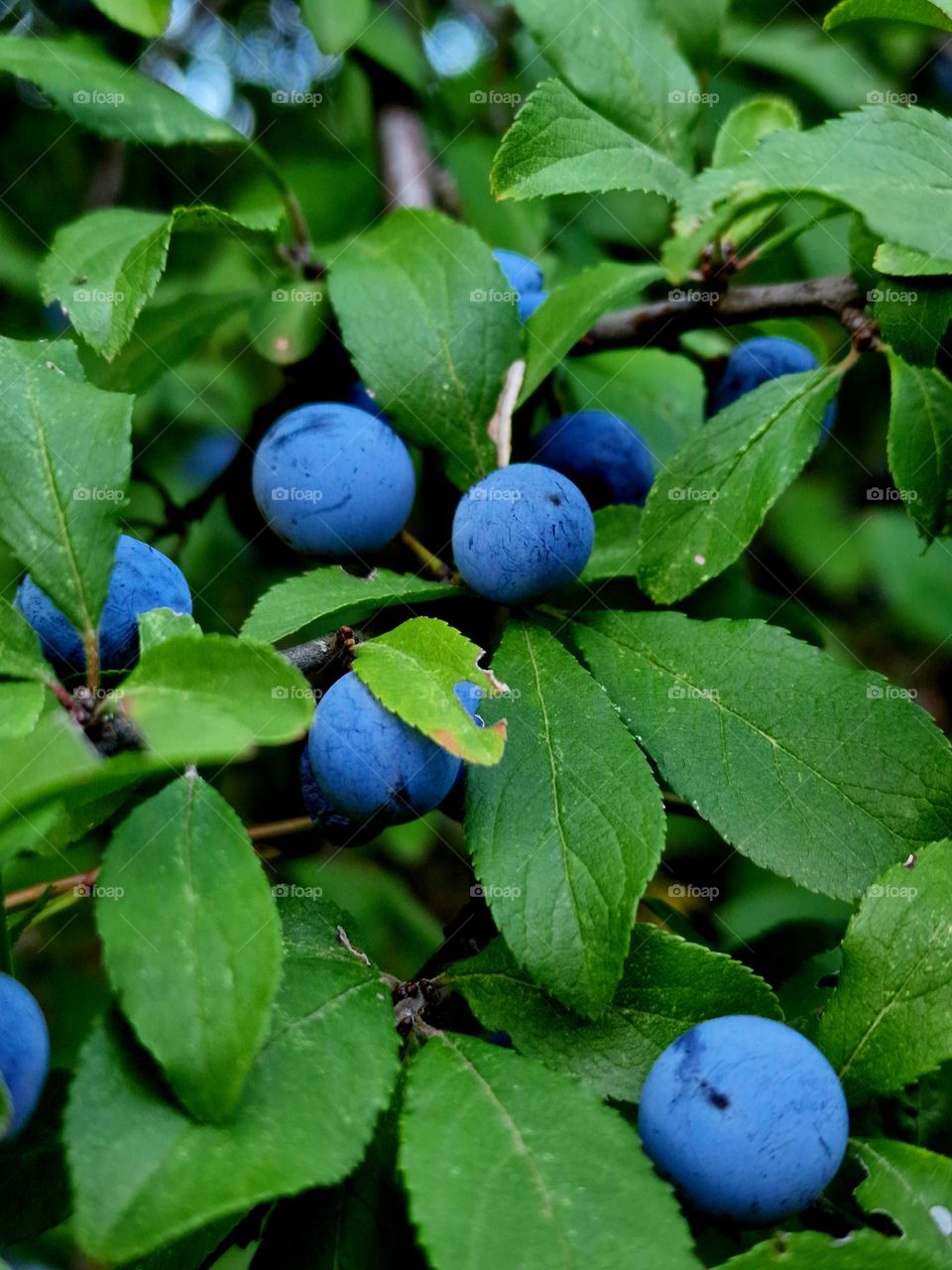 plums with leaves