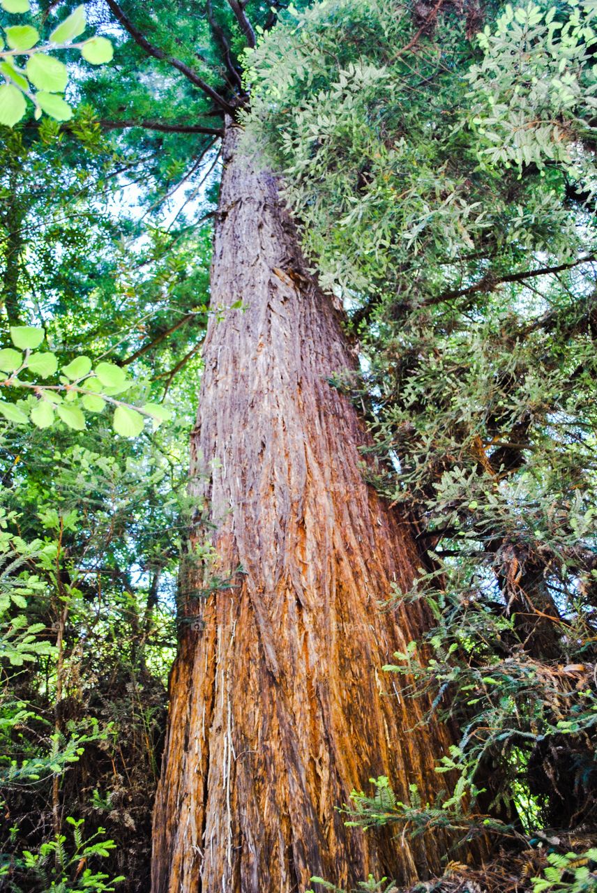Pretty Redwood