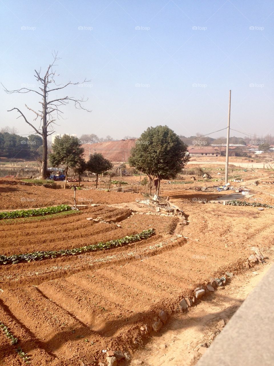 Cropland of red soil