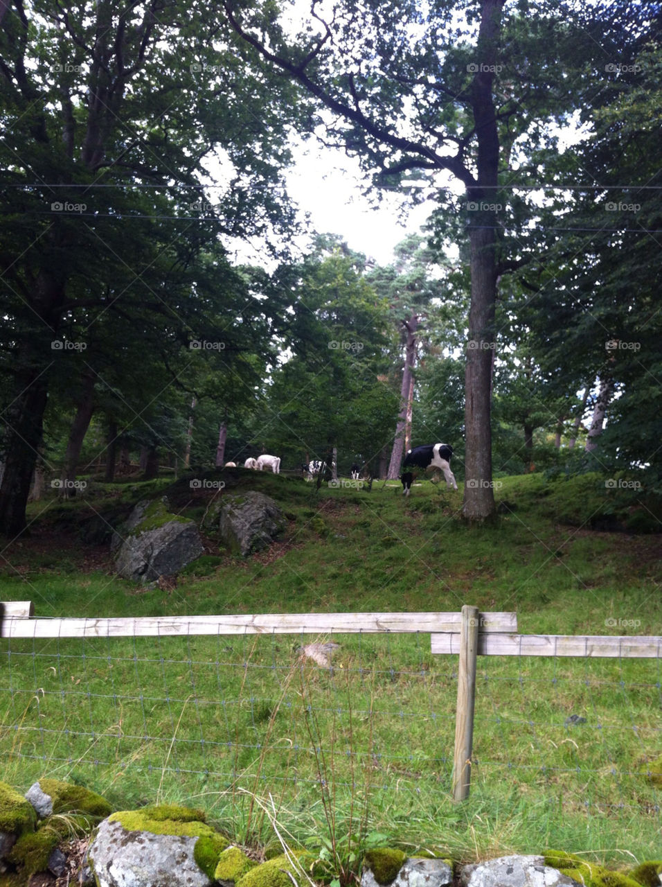 sweden the cows on by stellana100