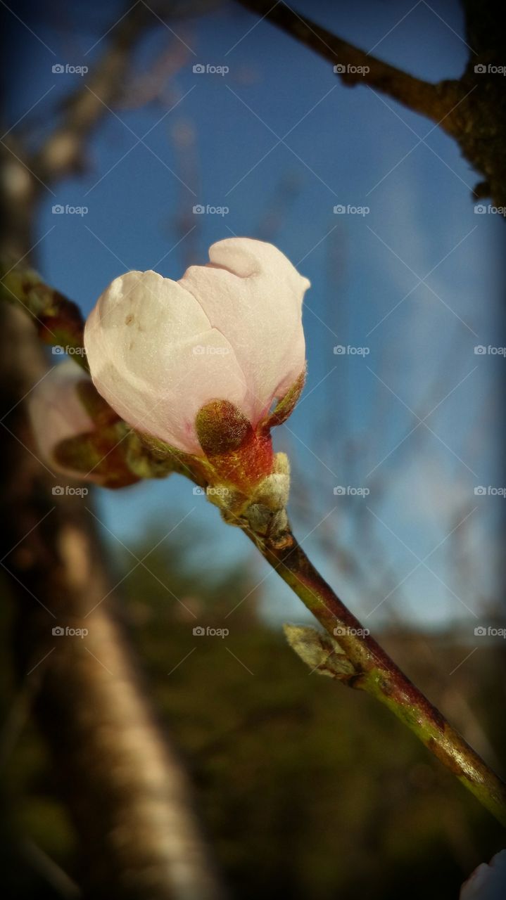 peach blossom