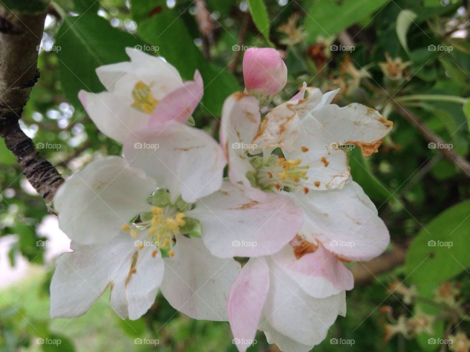 Apple blossom 