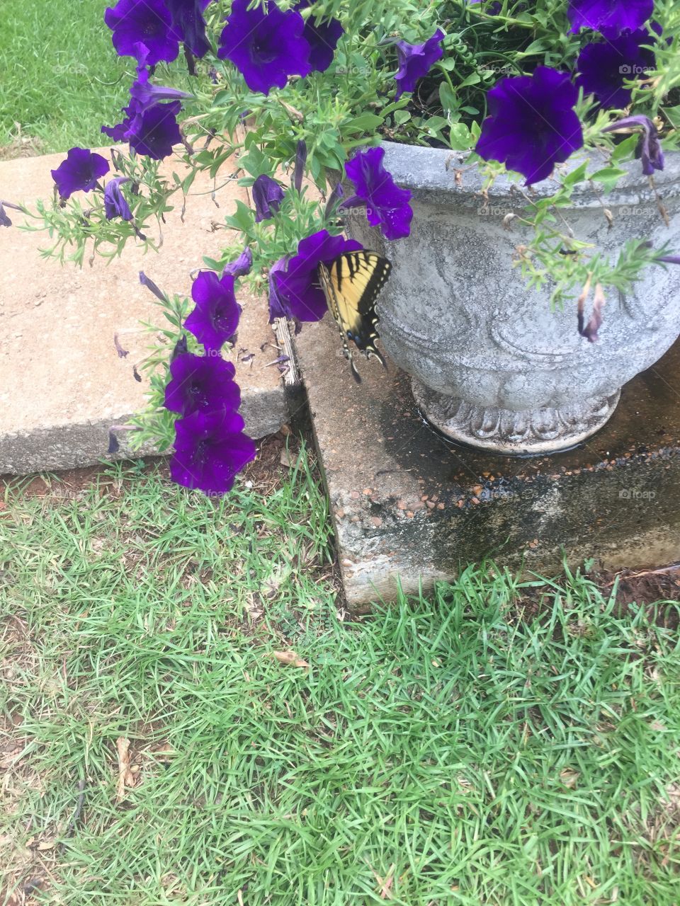 Butterfly on Petunias 
