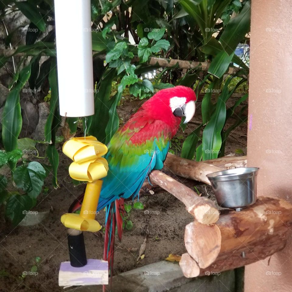 red parrot