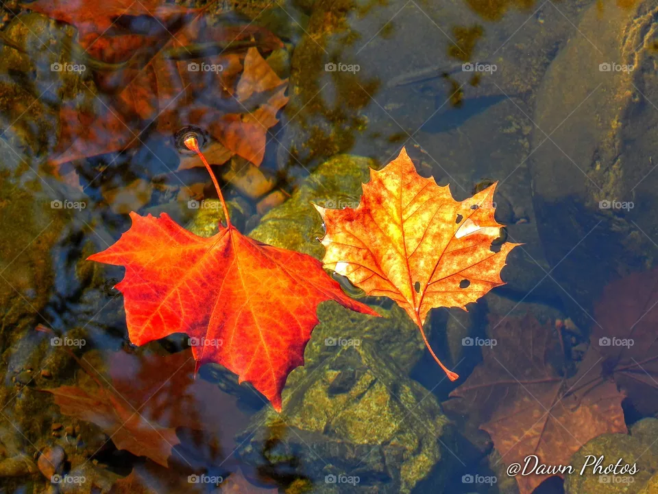 Fall Pair