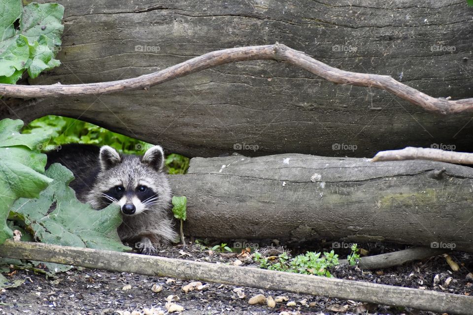 A raccoon peaking out from under a downed tree