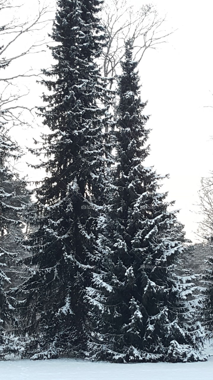 pine tree with snow