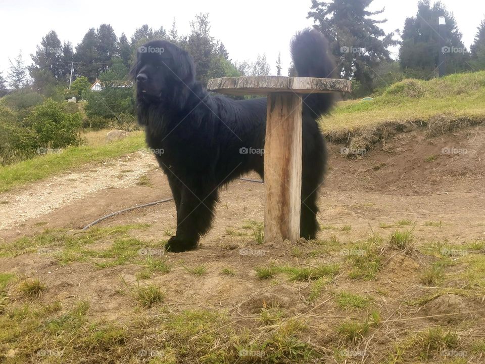 A really big a black dog