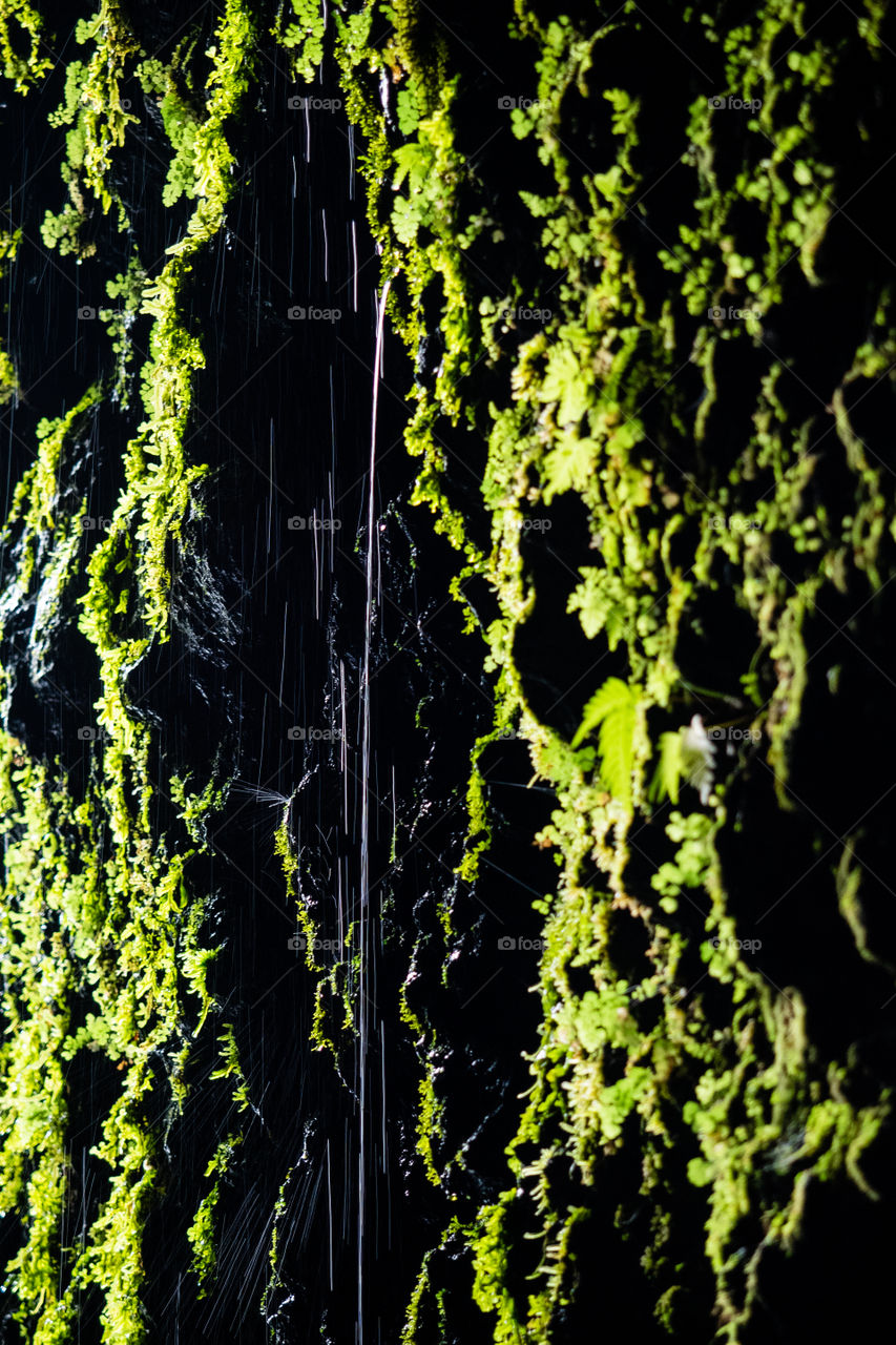 Moss in the cave