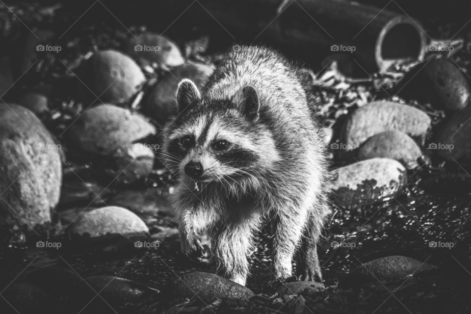 A black and white portrait of a raccoon walking through a creek. the animal is scavanging for food.