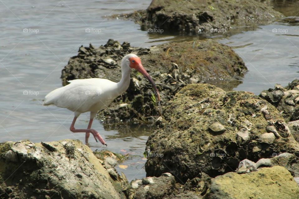 Ibis on Beach