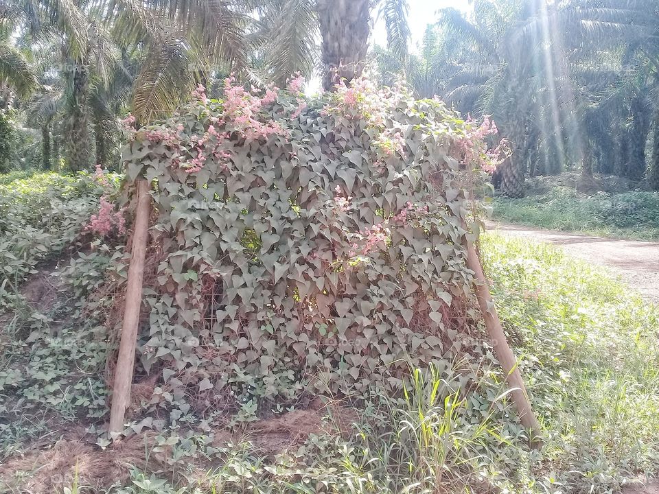 Antigonon Neptopus.is a nectar producing plant developed as a food sources for natural enemies of oil palm plant pests or plantations and agricultural