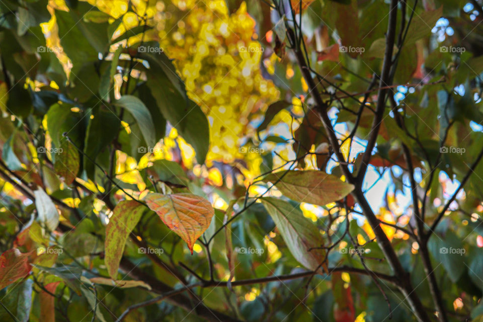 yellow leaves on a tree