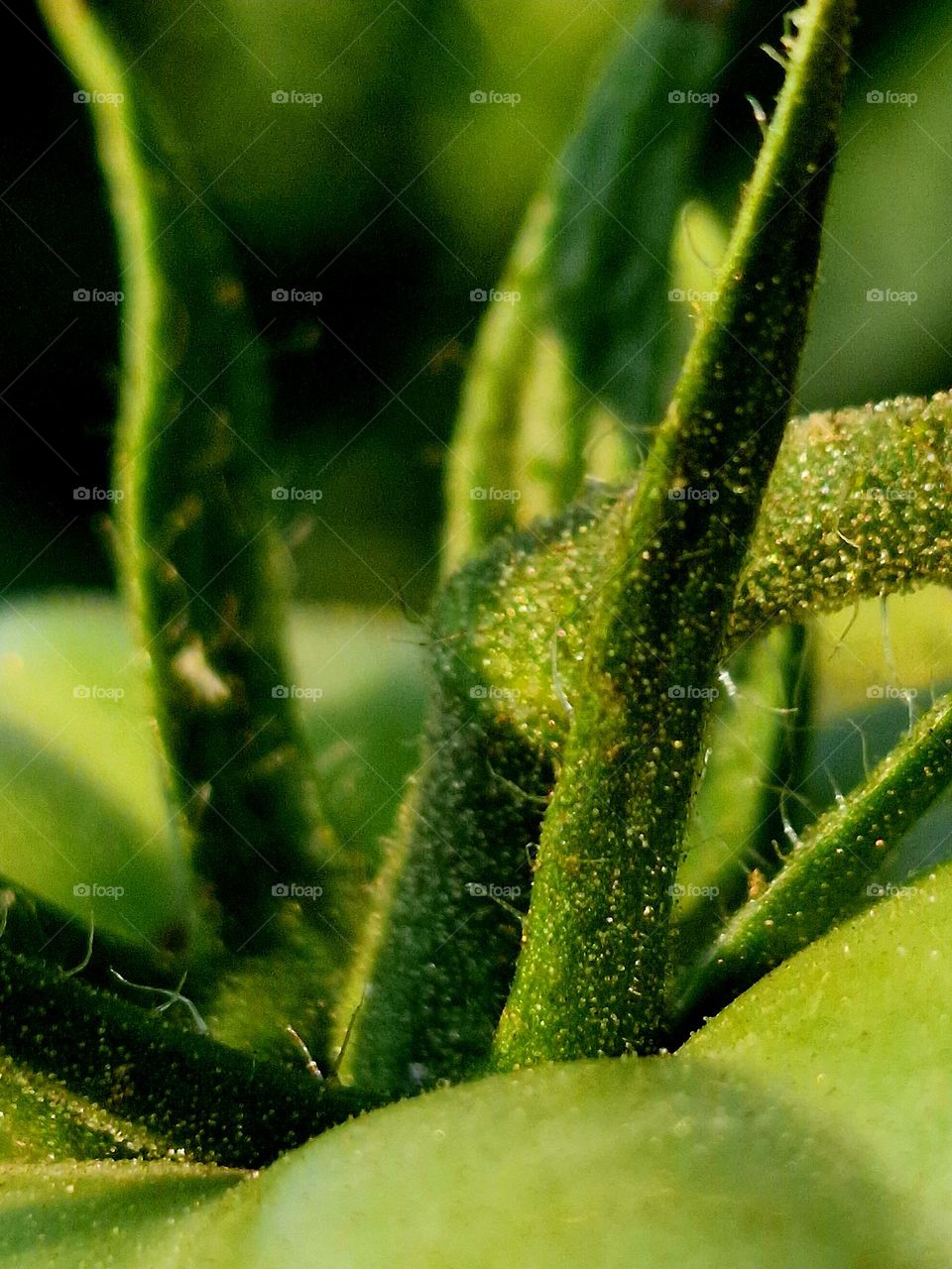 natural green tomatoes