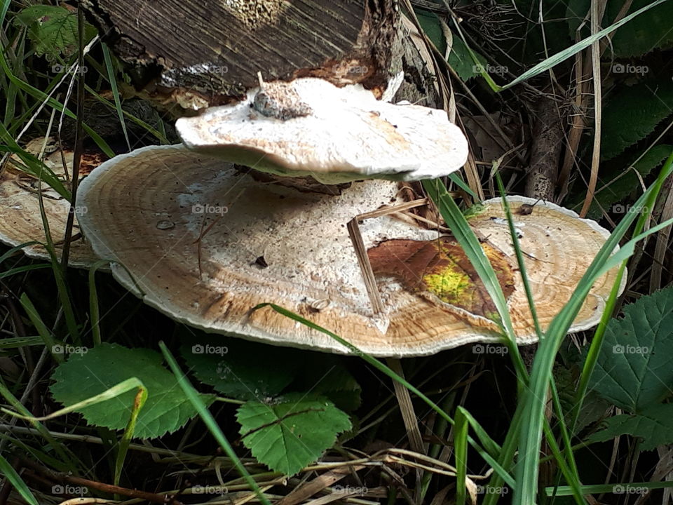 Fungus, Mushroom, Wood, Nature, No Person