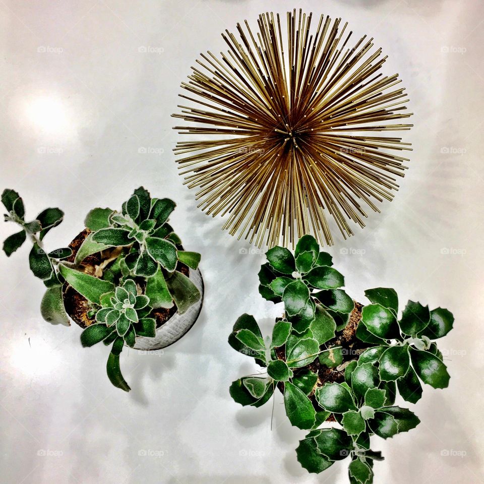 plant decor