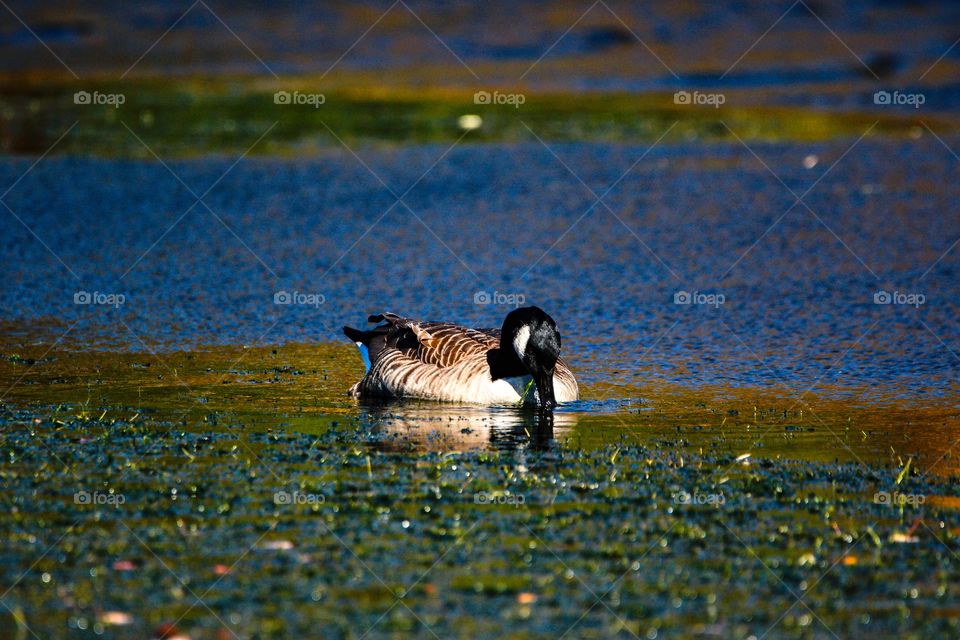 Goose searching for his lunch 