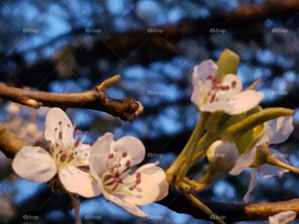 White blossoms