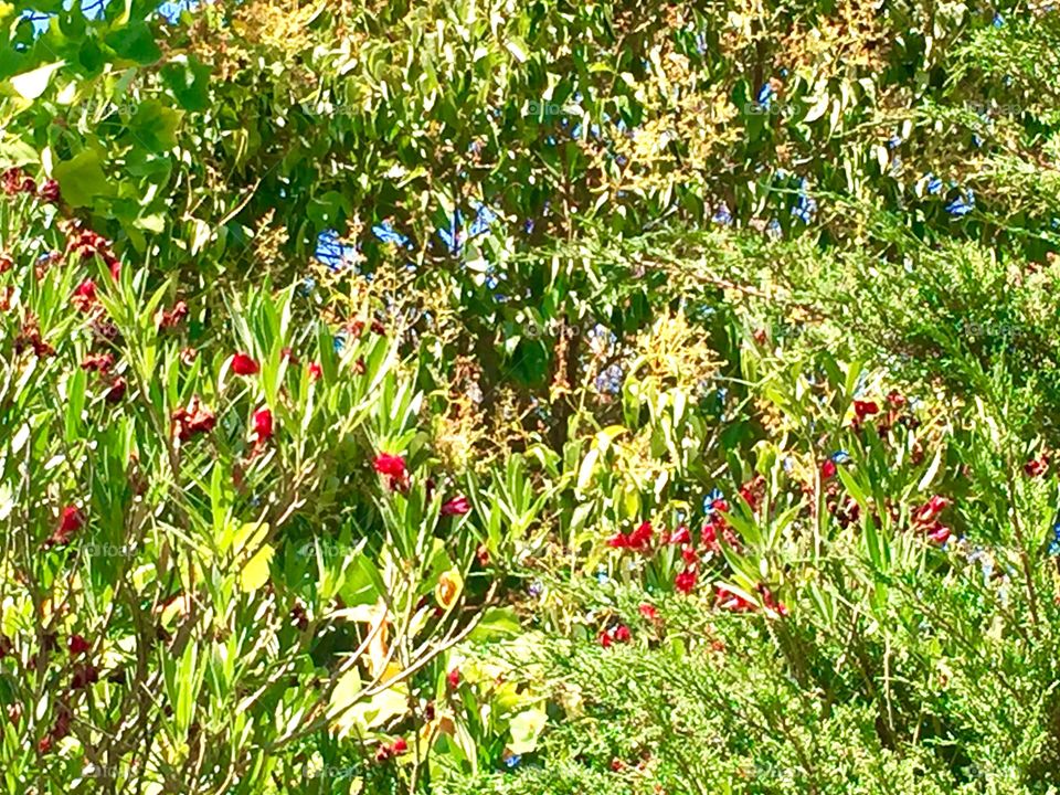 Trees and flowers 