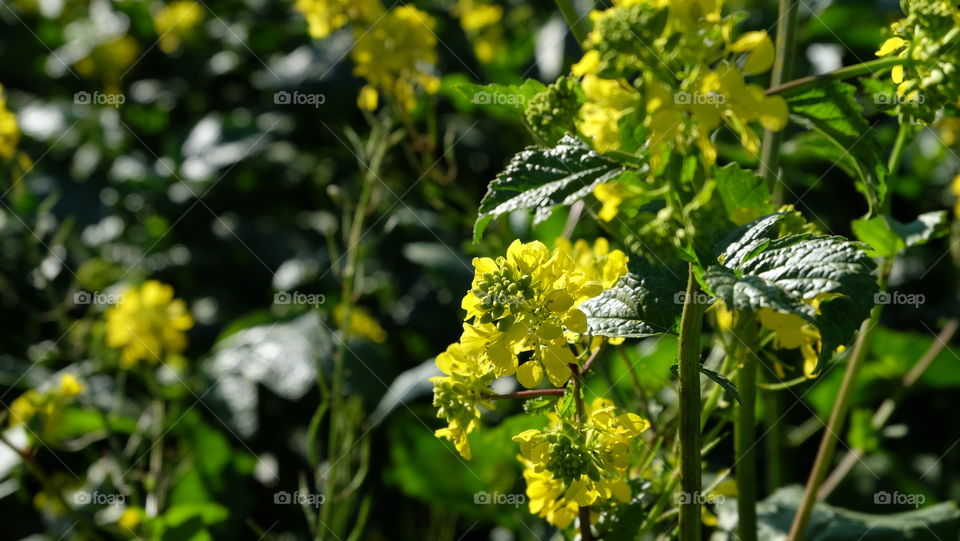 Spring wildflowers