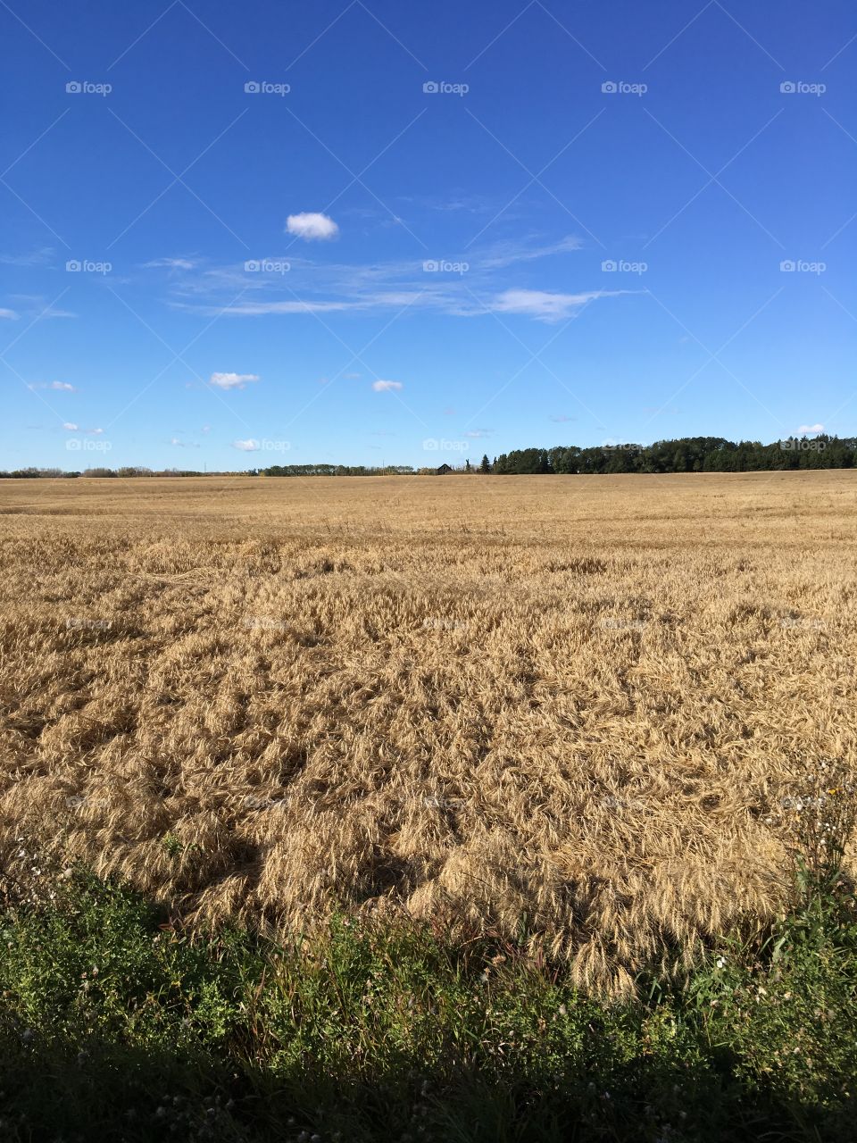 Wheat field of Alberta 