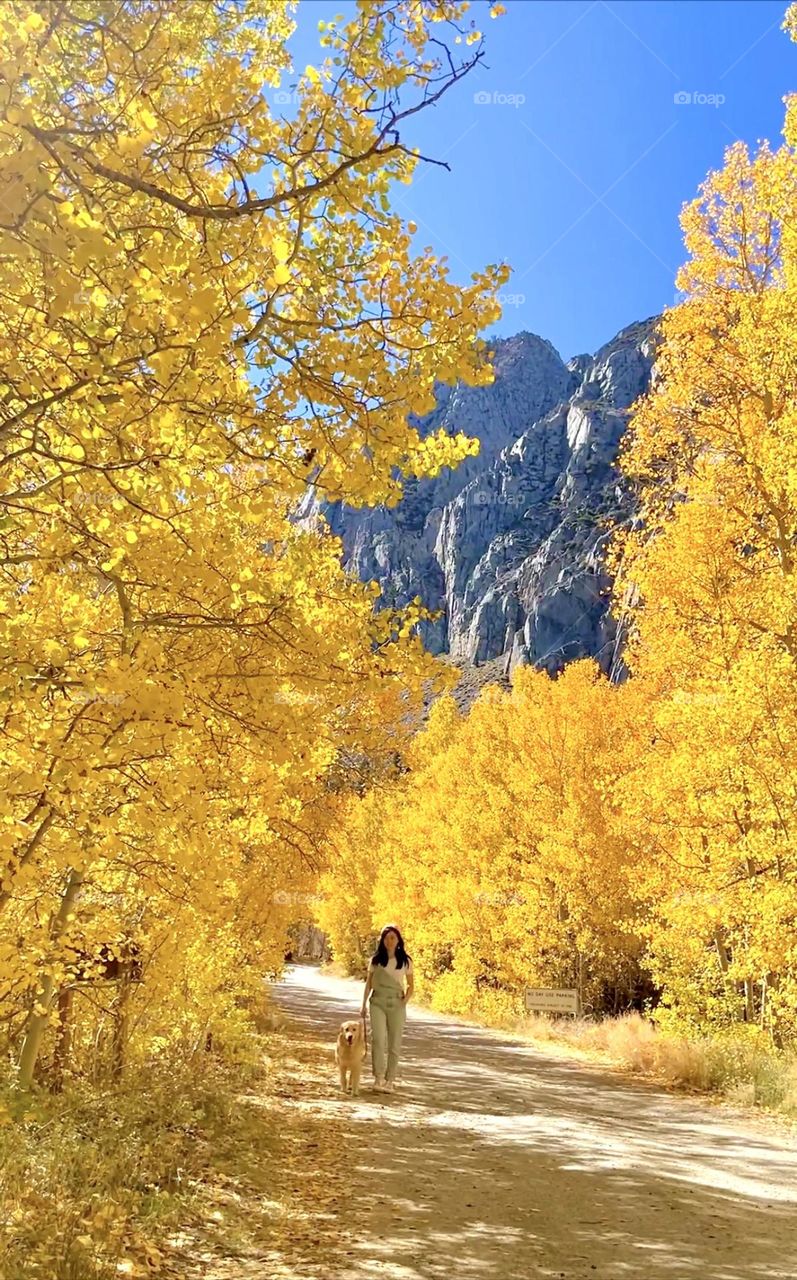 Walking into the Golden with a Golden Retriever 