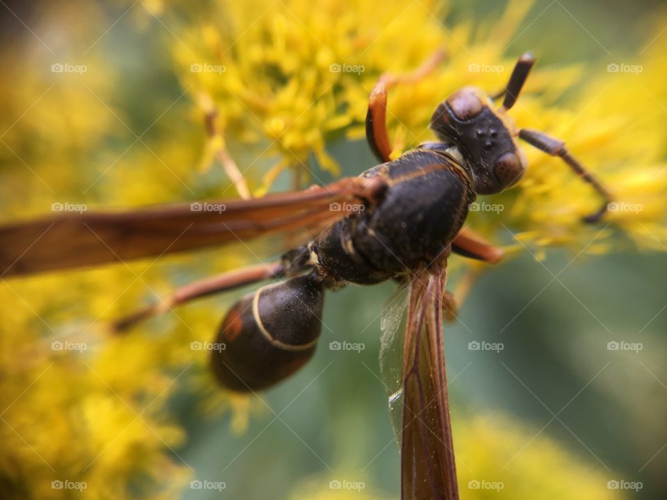 Wasp on Goldenrod