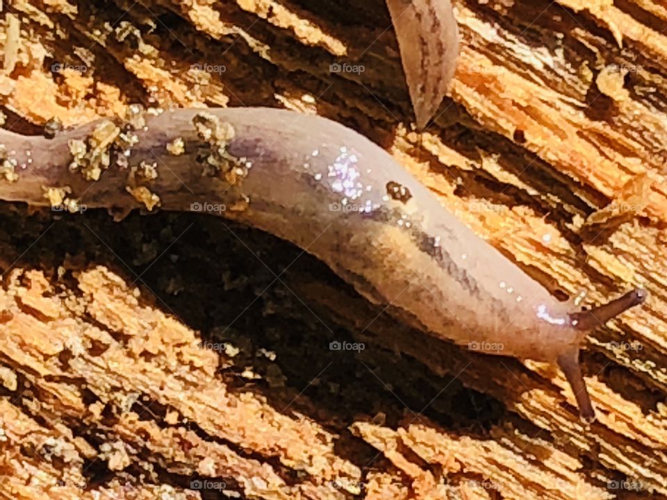 Slug on wood