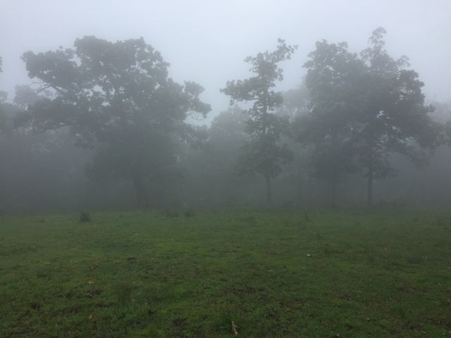 Misty Trees
