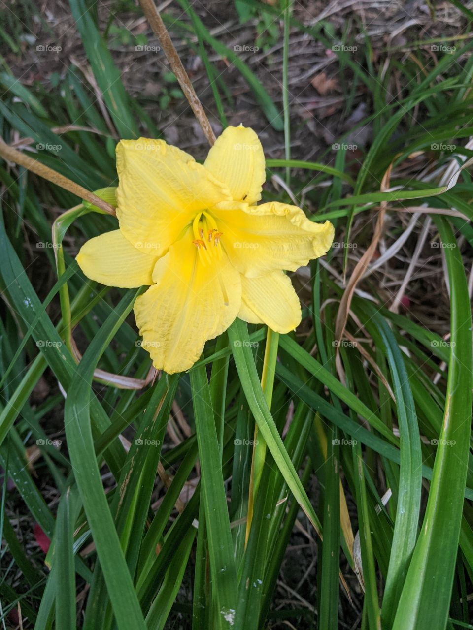 Day Lilly 🌻 A Beautiful yellow flower that makes the nature so rich and pure just like it's colour ☺️