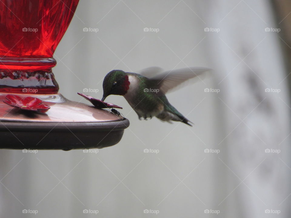 Feeding hummingbird 