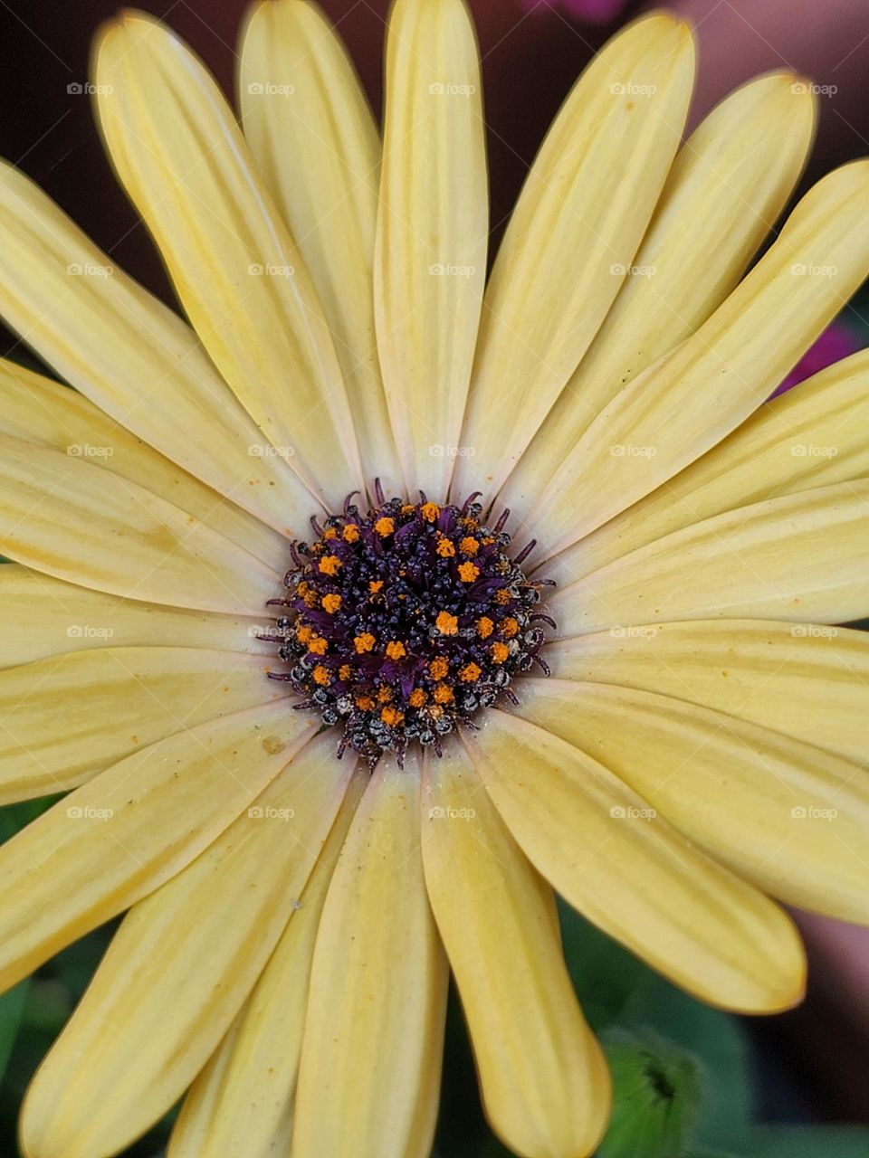 In spring, a kaleidoscope of colors comes alive. A profusion of flowers in every shade—crimson tulips, lavender hyacinths, and snow-white magnolias—transform the landscape into a breathtakingly vivid masterpiece.