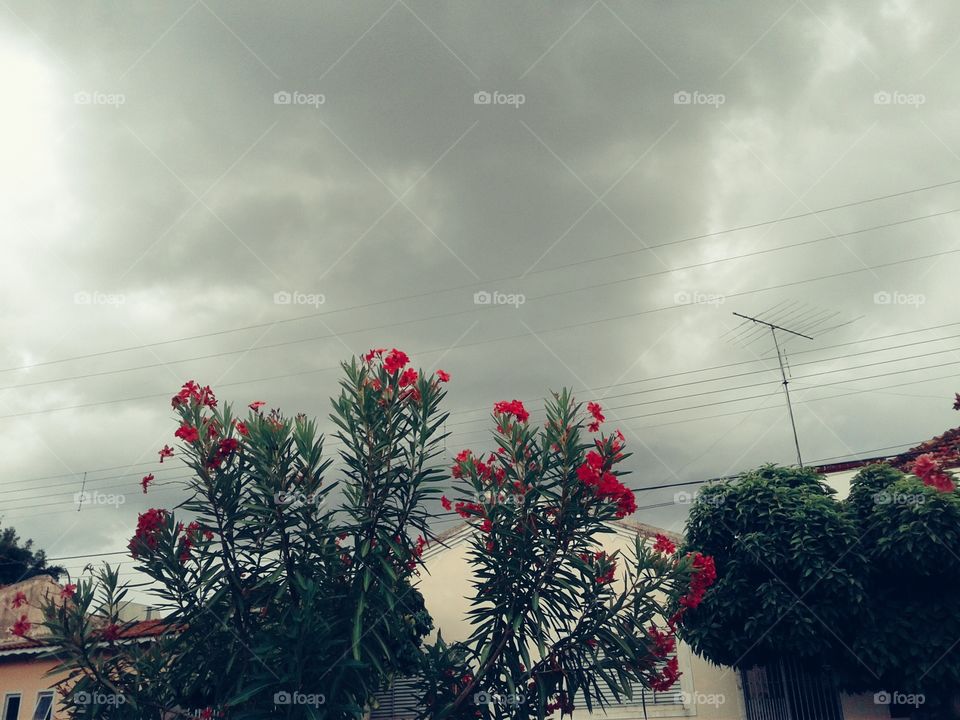 Red Flowers and Cloudy Sky