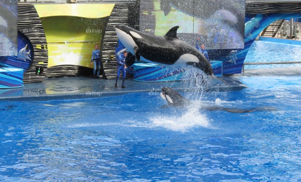 Orcas Performing 